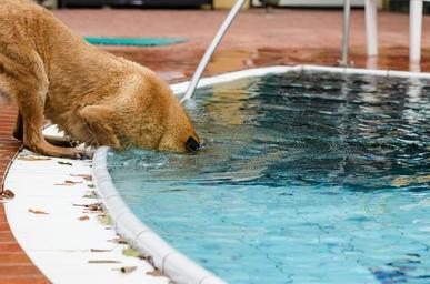 I pes má rád bazén.